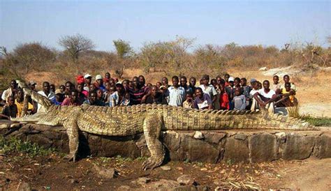 biggest nile crocodile.